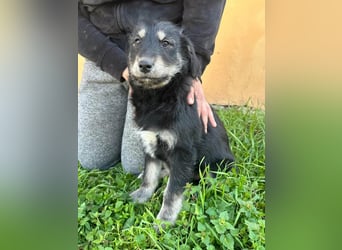 Timon, geb. 12.2025, 35cm sucht seine Abenteurer