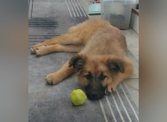 Fedra, geboren 01.11.2025, 40cm sucht ihr Menschen