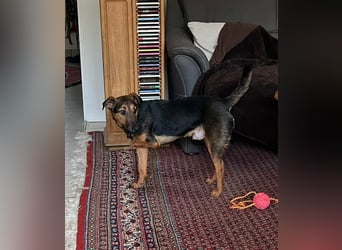 Marko, geboren 26.06.2025, 40cm sucht neues Zuhause