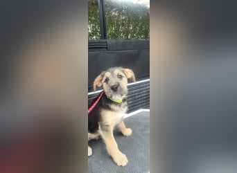 Bradley, geboren 19.10.2025, 32cm sucht sein Zuhause