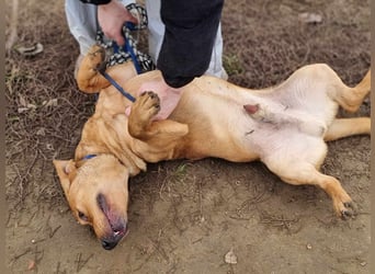 Tino, geb. 03/2023, 35 cm, wünscht sich ein Für-Immer-Zuhause