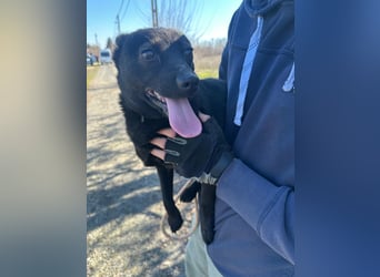 Ajna, geboren 06.2024, cm sucht ihr Zuhause