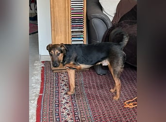 Marko, geboren 26.06.2025, 40cm sucht neues Zuhause