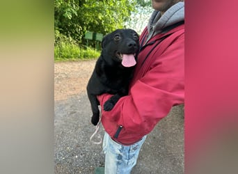 Ajna, geb. 06/2024, 39 cm, sucht ihre Herzensmenschen