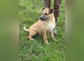 Jerry, geboren 15.07.2024, 42cm sucht sein Körbchen