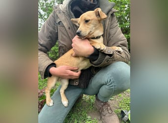 Yoda, geboren 13.01.2026, 26cm sucht sein Zuhause