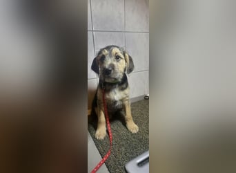 Bradley, geboren 19.10.2025, 32cm sucht sein Zuhause