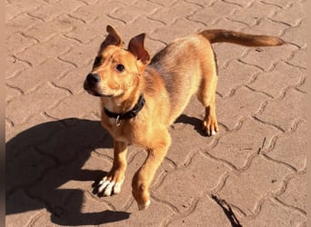 Koda, geboren 01.11.2025, 35cm sucht sein Körbchen