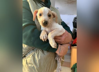 Dumbo, geboren 10.11.2025, 26cm sucht seine Menschen