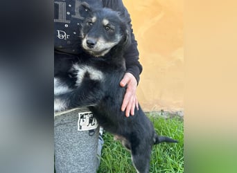 Timon, geb. 12.2025, 35cm sucht seine Abenteurer