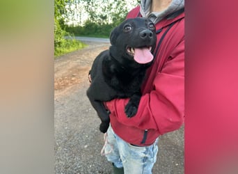 Ajna, geb. 06/2024, 39 cm, sucht ihre Herzensmenschen