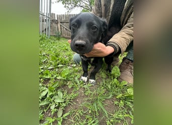 Jack, geboren 03.01.2026, 31cm sucht seine Menschen