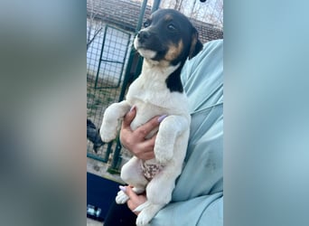 Molly, geboren 01.12.2025, 28cm sucht ihr Plätzchen