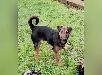 Marko, geboren 26.06.2025, 40cm sucht tierliebe Menschen (Pflegestelle Deutschland)