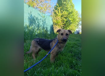 Marwin, geb. 04.2025, 40cm sucht sicheres Zuhause
