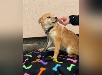 Goji, geboren 25.08.2025, 37cm sucht seine Familie