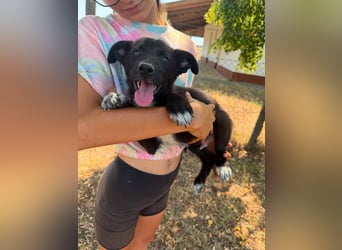 Danny, geboren 25.05.2026, 29cm sucht seine Menschen