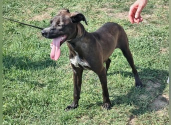 Hailey, geboren 25.01.2025, 39cm sucht aktives Zuhause