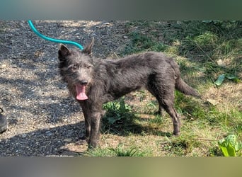 Amira, geboren 2022, 39cm sucht ihre Chance