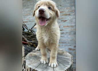 Sari, geboren 25.04.2026, 30cm sucht ihre Familie