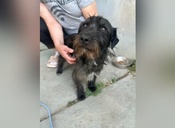 Pixie, geboren 02.11.2025, 33cm sucht ihr Zuhause