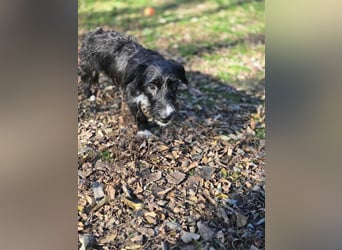 Bogyo, 7 Monate, 24cm sucht ihr Zuhause