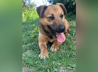 Bendeguz, geboren 01.02.2024, 39cm sucht Hoffnung