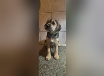 Bradley, geboren 19.10.2025, 32cm sucht sein Zuhause