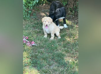 Sari, geboren 25.04.2026, 30cm sucht ihre Familie