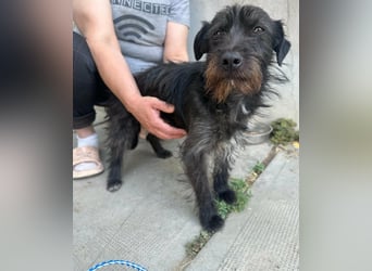 Pixie, geboren 02.11.2025, 33cm sucht ihr Zuhause