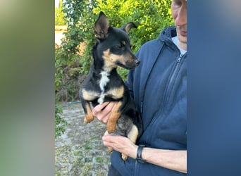 Tina, geboren 20.01.2026, 32cm sucht ihr Glück