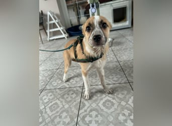 Mandy, geboren 05.11.2025, 35cm sucht ihr Glück