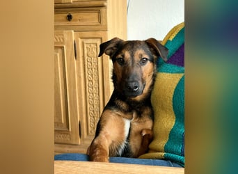 Marko, geboren 26.06.2025, 40cm sucht neues Zuhause