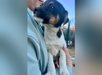 Molly, geboren 01.12.2025, 28cm sucht ihr Plätzchen