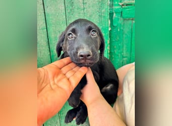 Milo, geboren 04.05.2026, 27cm sucht sein Zuhause
