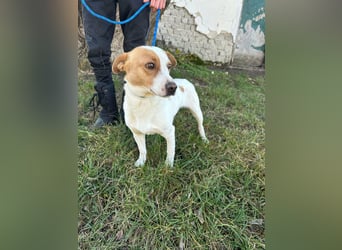 Harley, geboren 01.06.2024, 35cm sucht sein für immer Zuhause