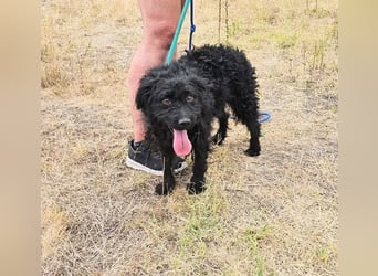 Anka, geboren 01.03.2025, 39cm sucht ihre Chance