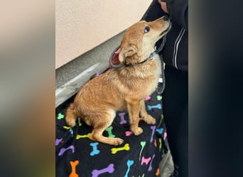 Goji, geb. 08.2025, 37cm sucht seine Familie
