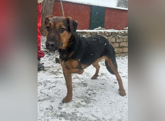 Marko, geboren 26.06.2025, 40cm sucht tierliebe Menschen (Pflegestelle Deutschland)
