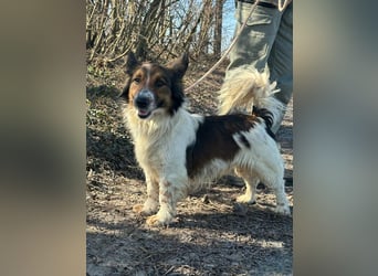 Aldo, geboren 20.02.2024, 34cm sucht seine Menschen