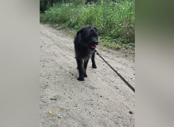 Kuksi, geboren 24.10.2022, 42cm sucht liebevolles Zuhause