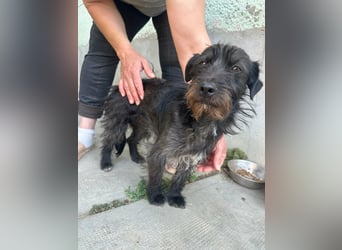 Pixie, geboren 02.11.2025, 33cm sucht ihr Zuhause