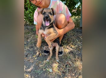 Dark, geboren 25.05.2026, 29cm sucht seine Menschen