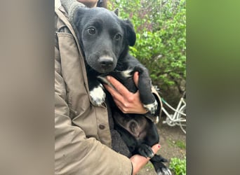 Jack, geboren 03.01.2026, 31cm sucht seine Menschen