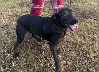 Hella, geboren 25.01.2025, 42cm sucht ihr Für-immer-Zuhause