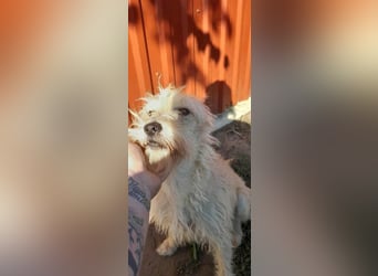 Berci, 2 Jahre, 35 cm, sucht nach seinem Körbchen