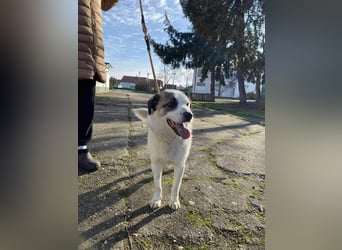 Cooper, geboren 01.07.2023, 40cm sucht sein Glück