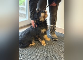 Cupido, geboren 01.02.2024, 42cm sucht sein Zuhause