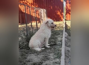 Fredi, 1,5 Jahre, 35cm sucht sein Körbchen