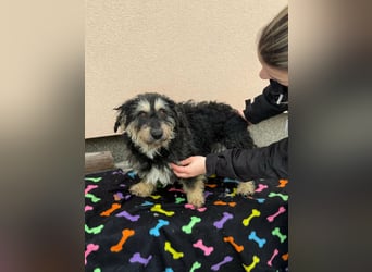 Grizzly, geboren 2021, 32cm sucht seine Menschen